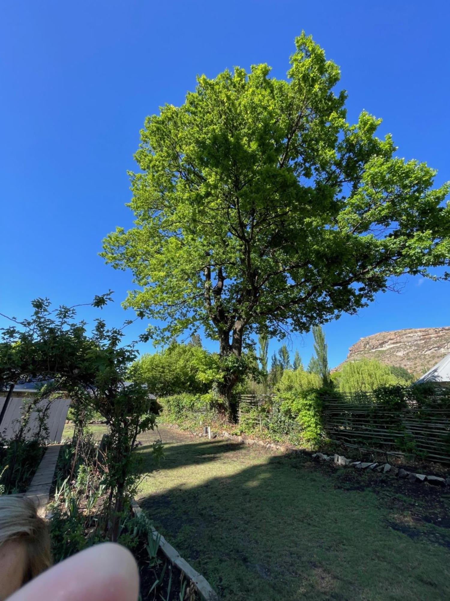Periwinkle, Grove ,Acorn & Sage Cottages Clarens Eksteriør billede