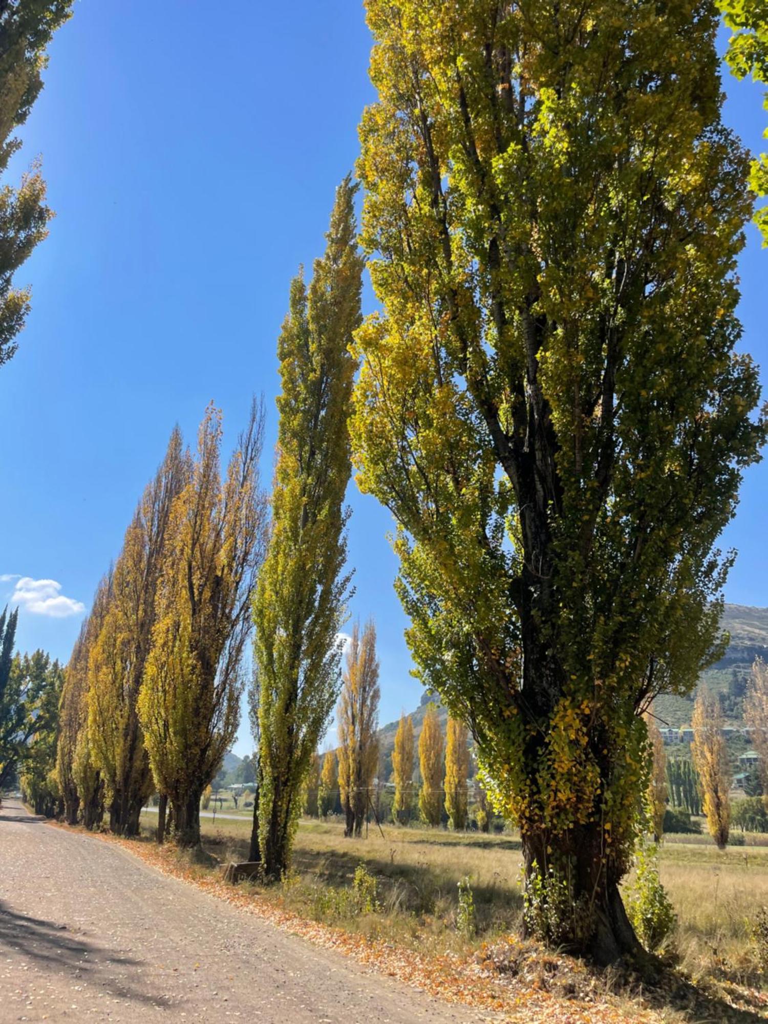 Periwinkle, Grove ,Acorn & Sage Cottages Clarens Eksteriør billede